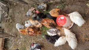 Diferite perechi  - imagine 2