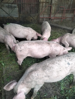 Vind 4 scrofițe 650 bucata - imagine 2 Vind 4 scrofițe 650 bucata - imagine 2