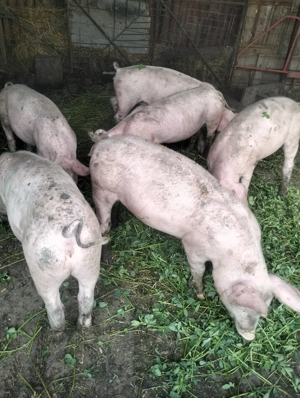 Vind 4 scrofițe 650 bucata - imagine 4 Vind 4 scrofițe 650 bucata - imagine 4