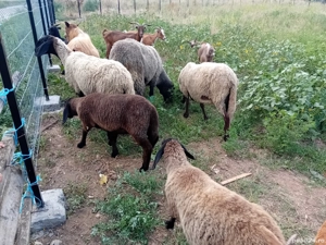 Berbecuț Carabaș - imagine 2