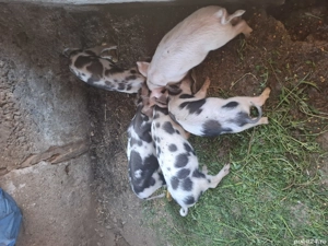 Vând purcei 400 - imagine 2