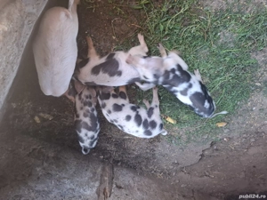 Vând purcei 400 - imagine 4