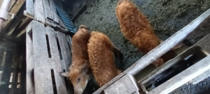 Vand  porci  mangalita  - imagine 2 Vand  porci  mangalita  - imagine 2