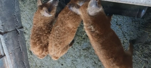 Vand  porci  mangalita  - imagine 4 Vand  porci  mangalita  - imagine 4