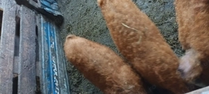 Vand  porci  mangalita  - imagine 3 Vand  porci  mangalita  - imagine 3