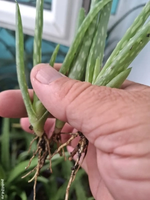 Vind puișori de aloe Vera 