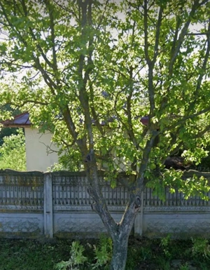 Vanzare teren si constructie 1400m, com Troianul, jud Teleorman - imagine 2