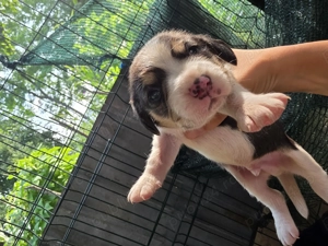 Beagle bicolor,tricolor  - imagine 3