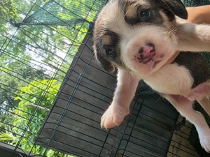 Beagle bicolor,tricolor  - imagine 2