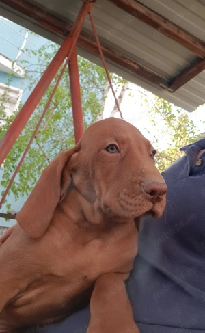 Vand pui viszla vizsla vijla maghiara