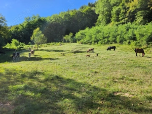 De vânzare teren extravilan  - imagine 2 De vânzare teren extravilan  - imagine 2