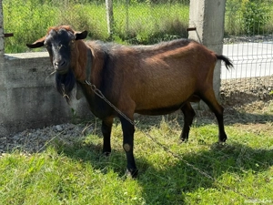 vand capre franceze, rasa pura - imagine 3