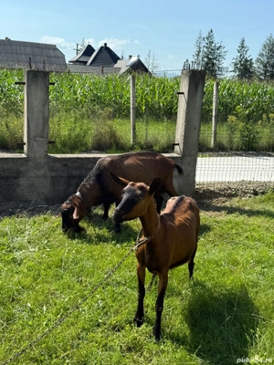 vand capre franceze, rasa pura - imagine 4