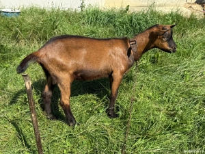 vand capre franceze, rasa pura - imagine 5