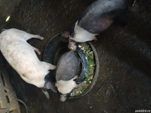 Vând porci sau schimb cu vitel