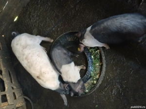 Vând porci sau schimb cu vitel - imagine 4