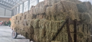Baloti lucernă mici dreptunghiulari