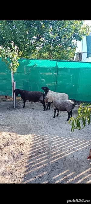 de vânzare doi berbeci rasa Romanov cu sulfat 