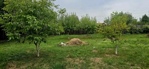 Vând Casă (P+E) și Teren sat Nisipoasa, com Plopu, jud. Prahova - DIRECT PROPRIETAR - imagine 4