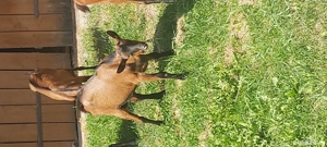 Țap alpin francez  - imagine 2 Țap alpin francez  - imagine 2