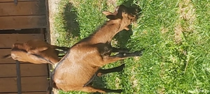 Țap alpin francez  - imagine 3 Țap alpin francez  - imagine 3