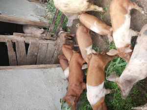 purcei de vanzare - imagine 3