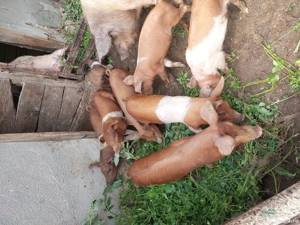 purcei de vanzare - imagine 2