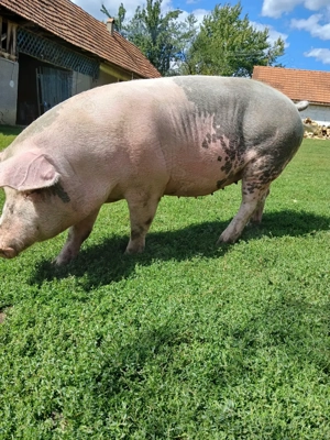 Vind scroafă Gestantă. 