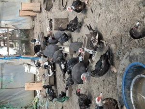 Vind rate și boboci r - imagine 3