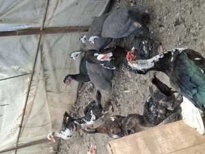 Vind rate și boboci r