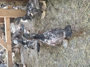 Vind rate și boboci r - imagine 4