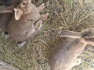 Vind iepuri  belgieni - imagine 3