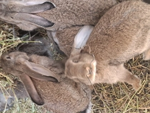 Vind iepuri  belgieni - imagine 2