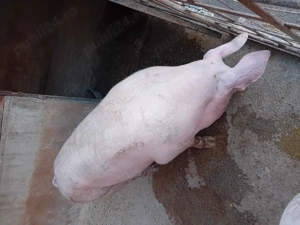 Porc de vanzare....... - imagine 2