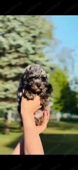 Pudel Merle Tan  - imagine 2