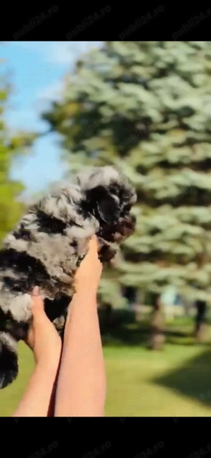 Pudel Merle Tan  - imagine 4