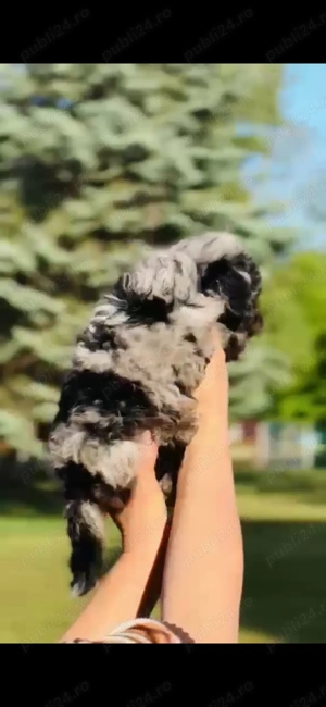 Pudel Merle Tan  - imagine 3