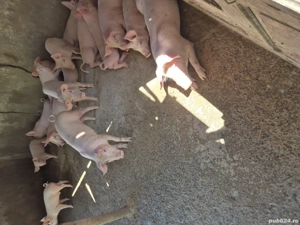 vand purcei de rotisor de cuptor - imagine 4