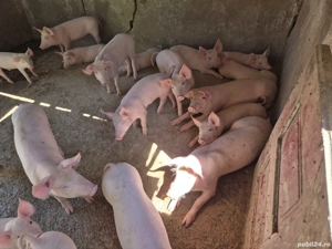 vand purcei de rotisor de cuptor - imagine 5