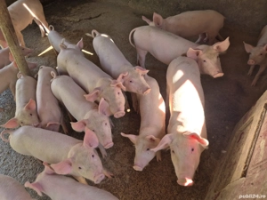 vand purcei de rotisor de cuptor - imagine 3