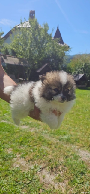 Pomeranian minitoi - imagine 2 Pomeranian minitoi - imagine 2