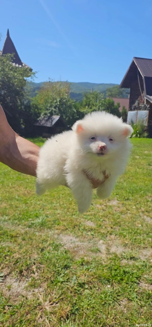 Pomeranian minitoi - imagine 4 Pomeranian minitoi - imagine 4