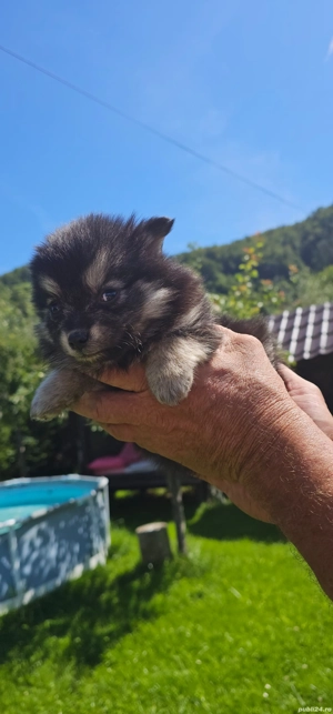 Pomeranian minitoi - imagine 3 Pomeranian minitoi - imagine 3