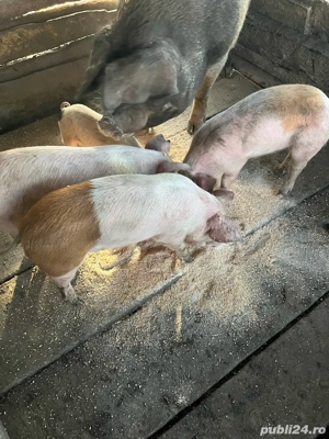 vand sau schimb cu porumb 