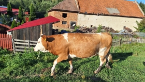 Junincă de vânzare la prima fătare - imagine 2 Junincă de vânzare la prima fătare - imagine 2