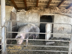 Purcea Rasa Pietrain - imagine 5