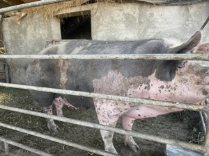 Purcea Rasa Pietrain - imagine 3