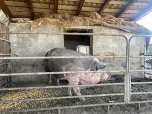 Purcea Rasa Pietrain - imagine 2