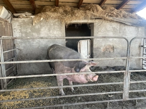 Purcea Rasa Pietrain - imagine 4