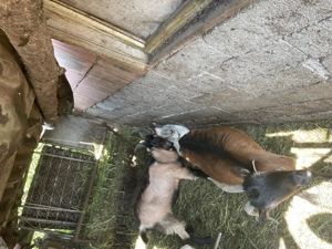 Vând 3 capre și un țap  - imagine 2 Vând 3 capre și un țap  - imagine 2